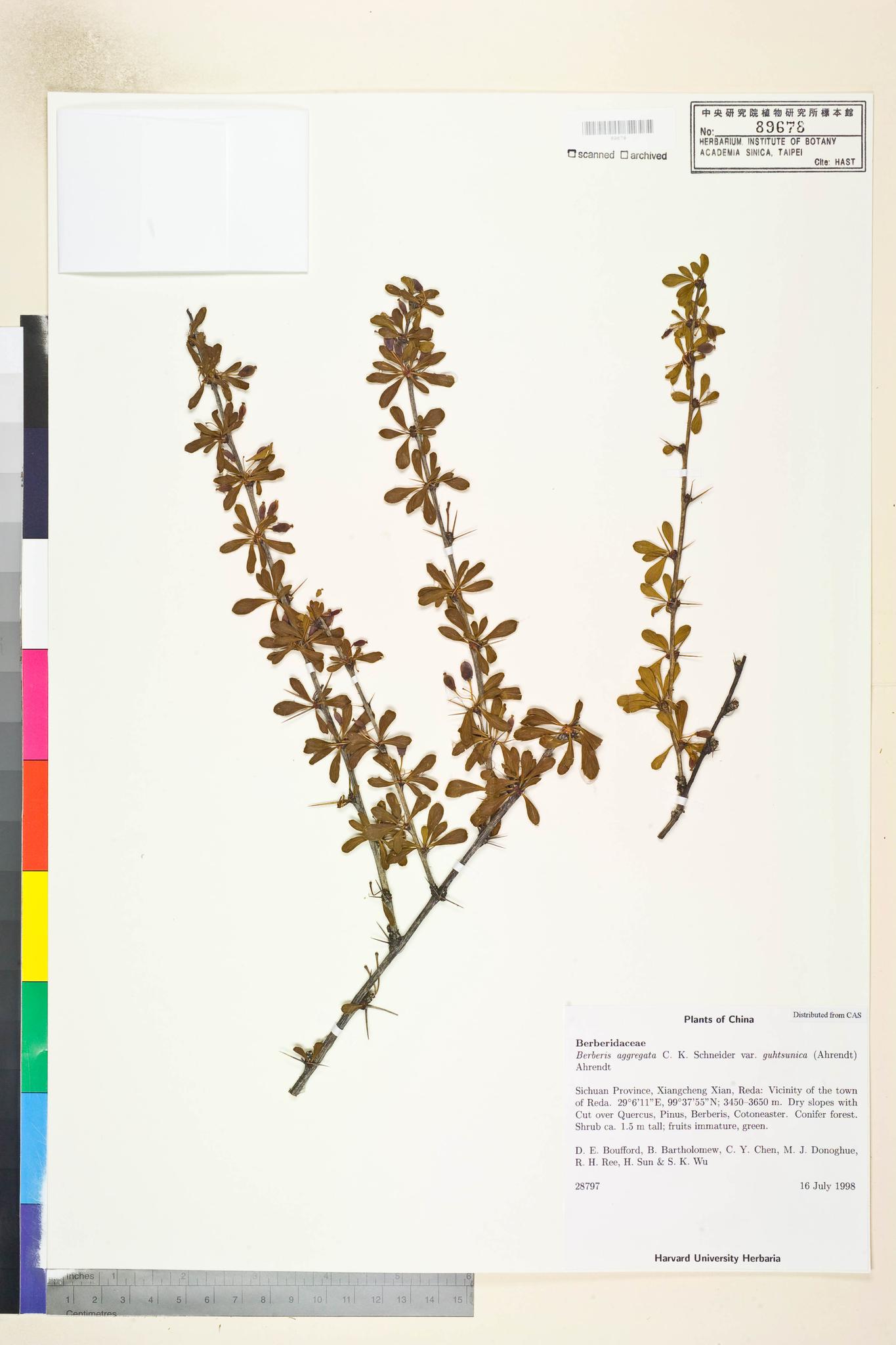 Sample image for viewer