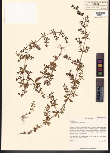 Galium comari H. Lév. & Vaniot