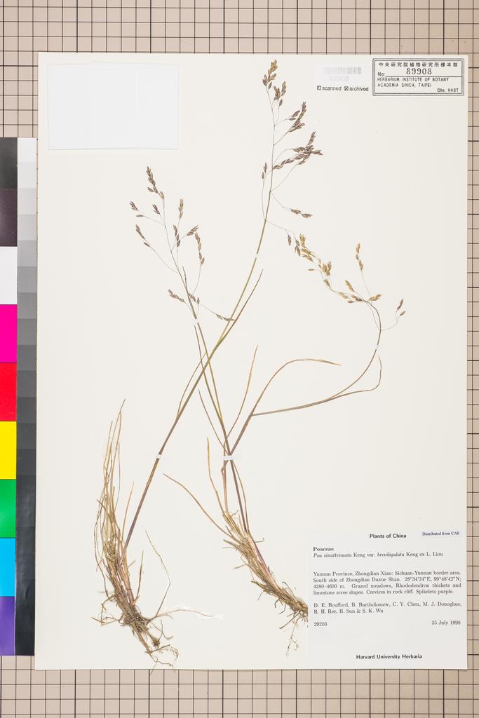 <Unit #113315 Boufford, D. E. |  | 29203:: | Poa sinattenuata Keng var. breviligulata Keng>
