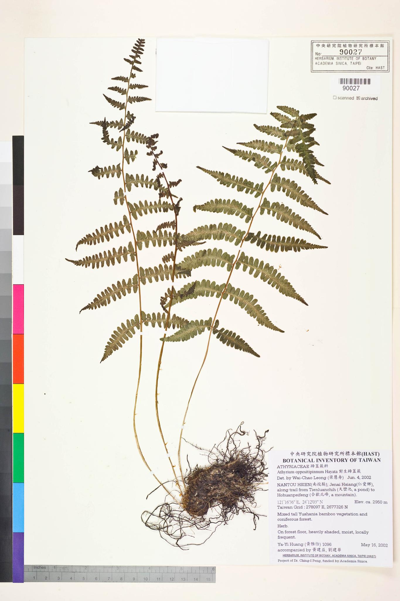 Sample image for viewer