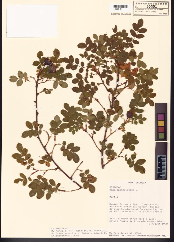 <Unit #109387  | 2041:: | Rosa spinosissima L.>