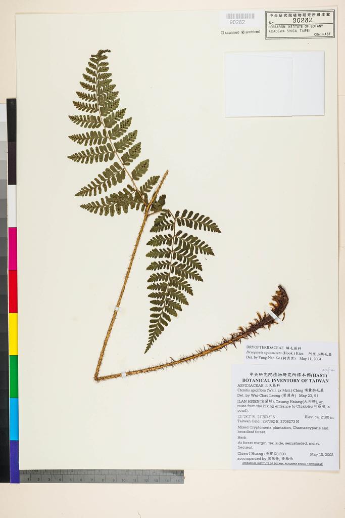 <Unit #4681 Huang, Chien-I | 黃建益 | 8081/2:: | Dryopteris squamiseta (Hook.) Kuntze>