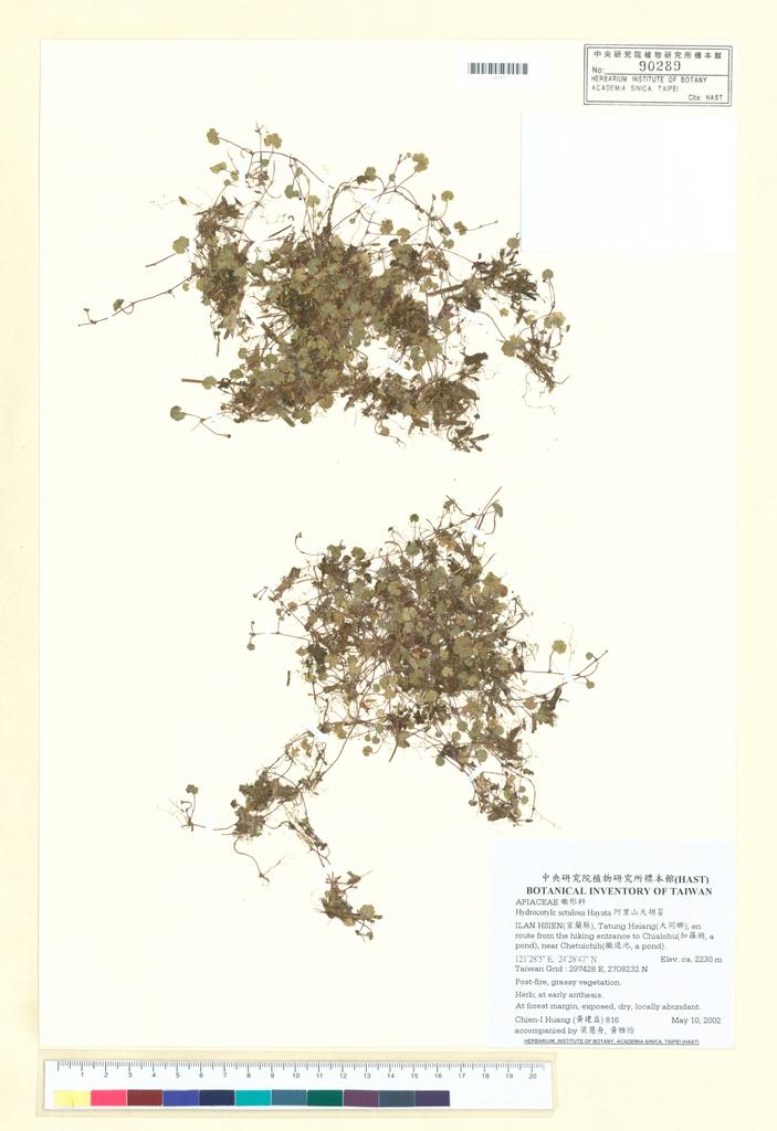 <Unit #7794 Huang, Chien-I | 黃建益 | 816:: | Hydrocotyle setulosa Hayata>