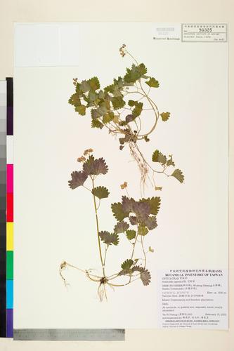 Nanocnide japonica Bl.