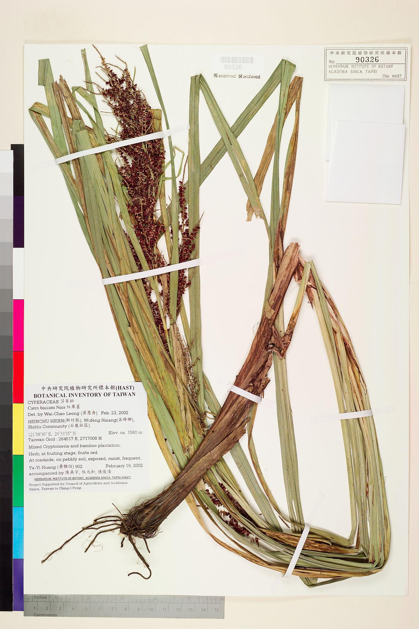 Sample image for viewer