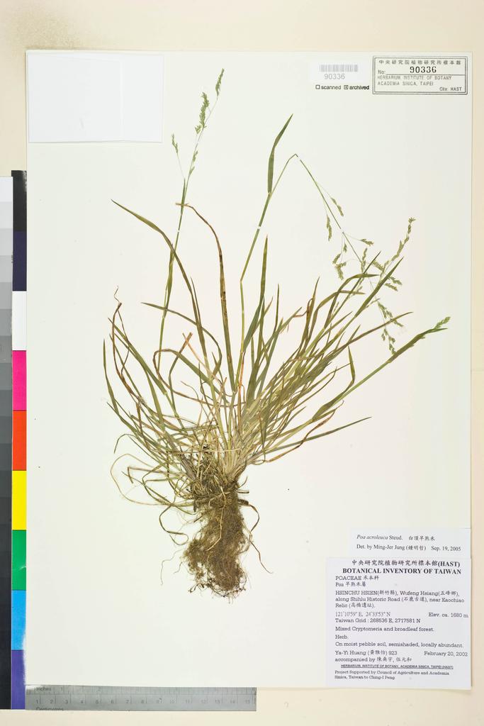 <Unit #38399 Huang, Ya-Yi | 黃雅怡 | 923:: | Poa acroleuca Steud.>