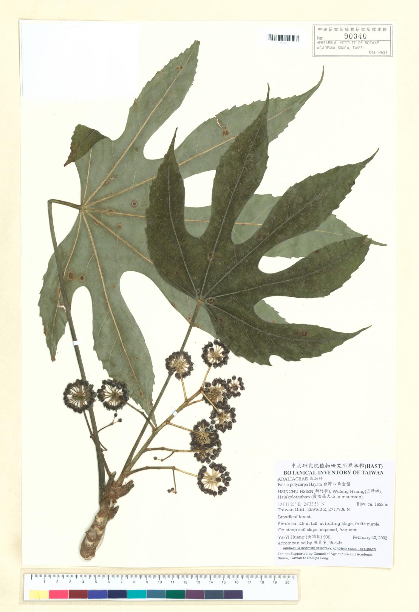 Sample image for viewer