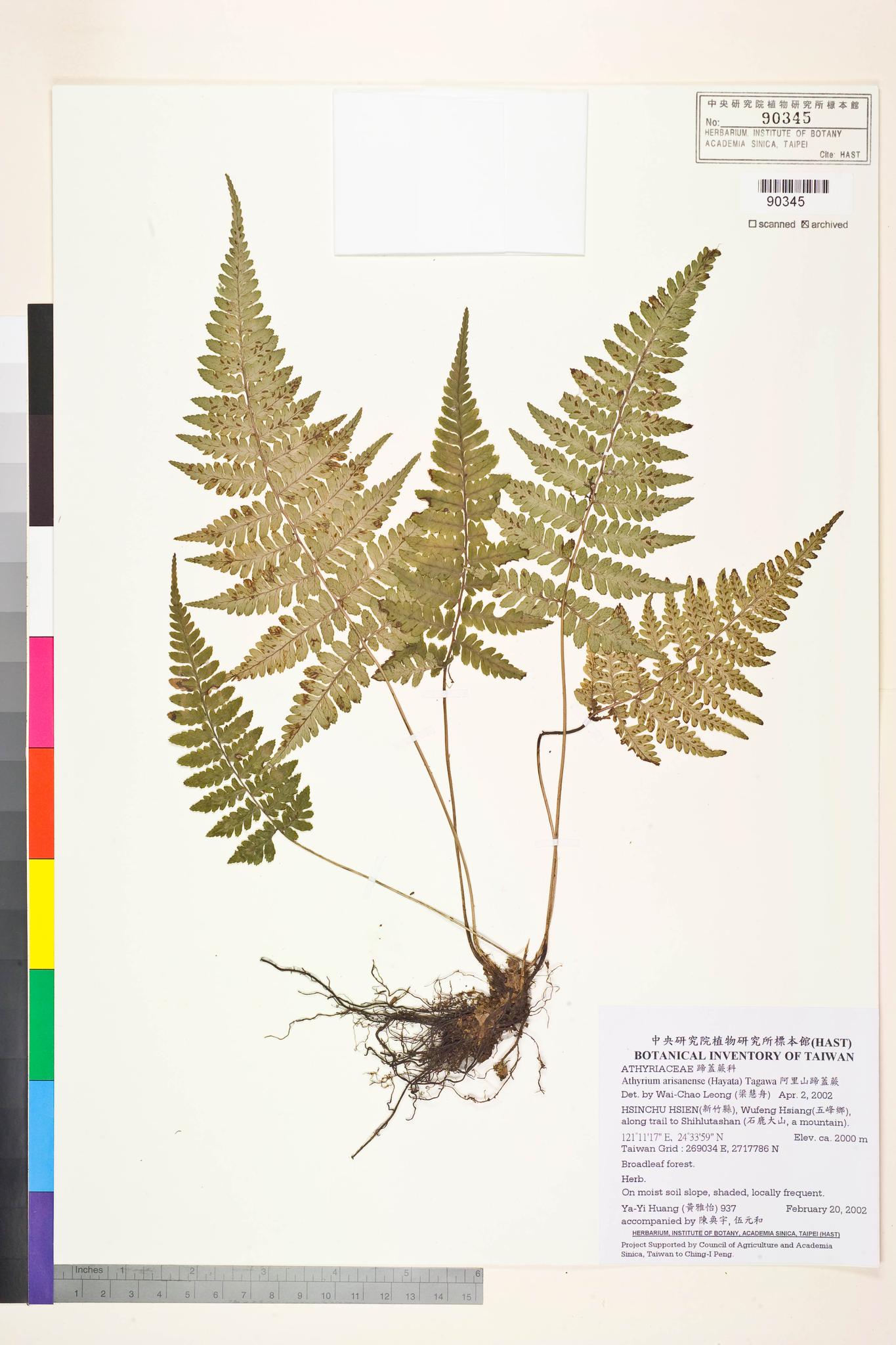 Sample image for viewer