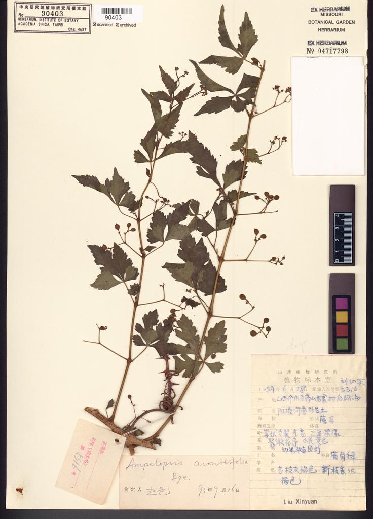 <Unit #104416  | 5316:: | Ampelopsis aconitifolia Bunge>