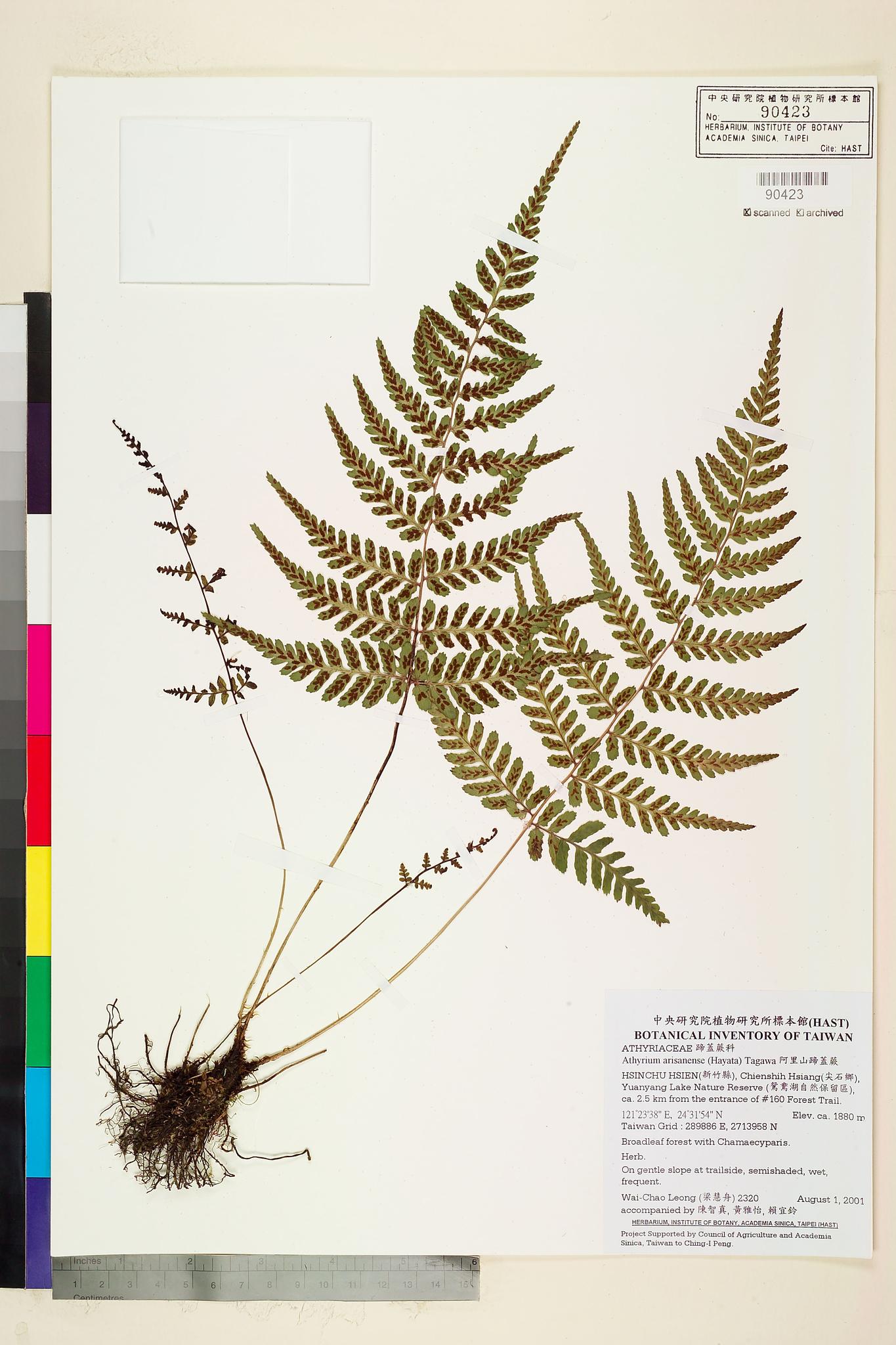 Sample image for viewer