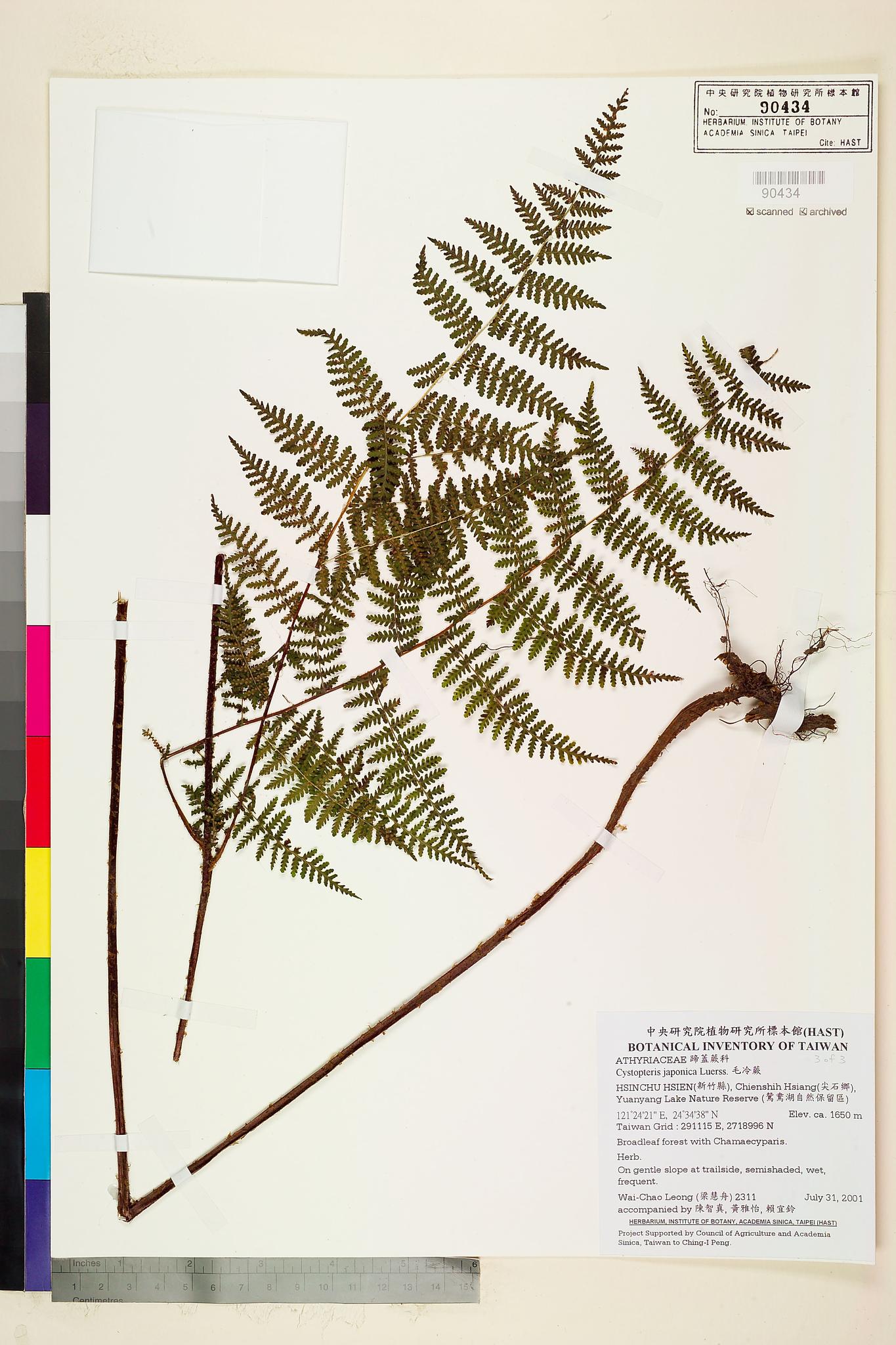 Sample image for viewer