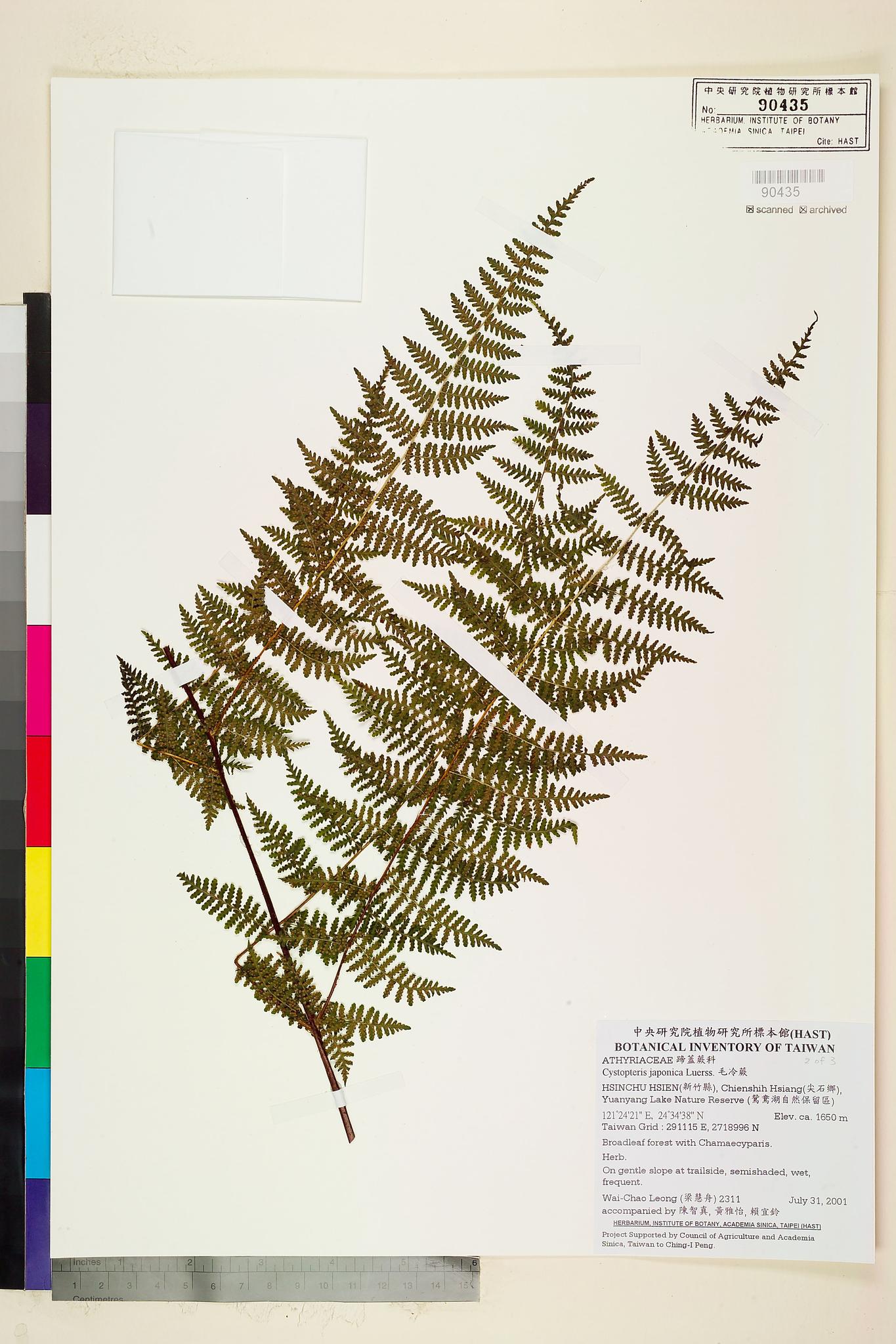 Sample image for viewer