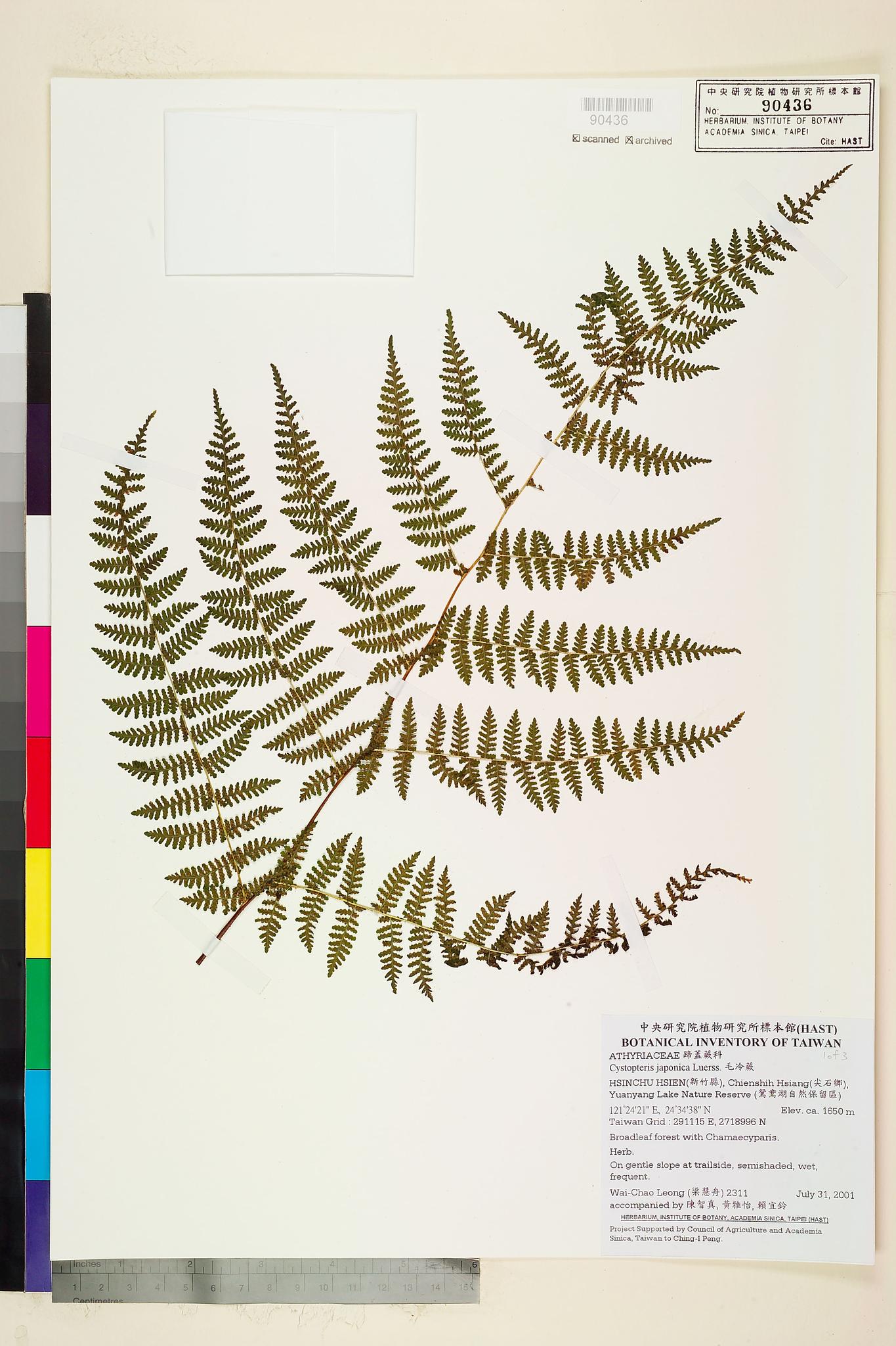 Sample image for viewer