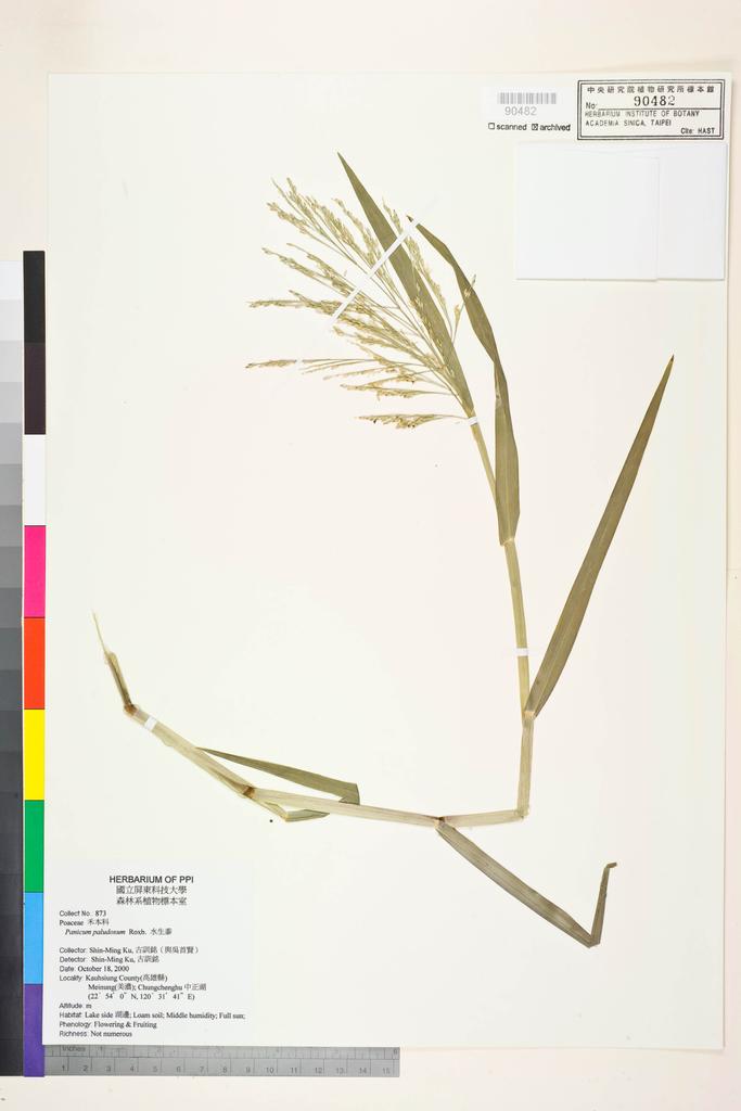 <Unit #72609 Ku, Shin-Ming | 古訓銘 | 873:: | Panicum paludosum Roxb.>