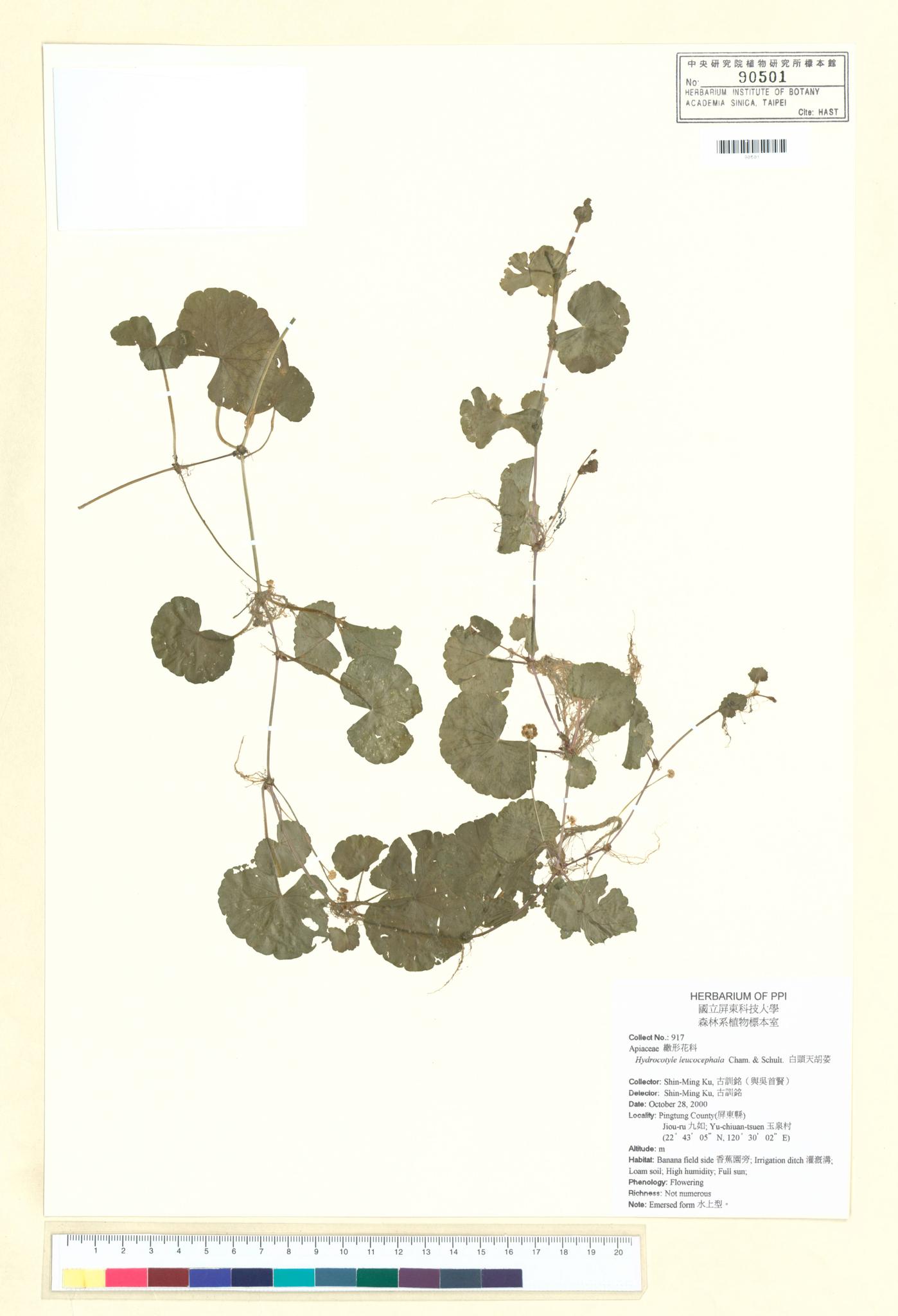 Sample image for viewer