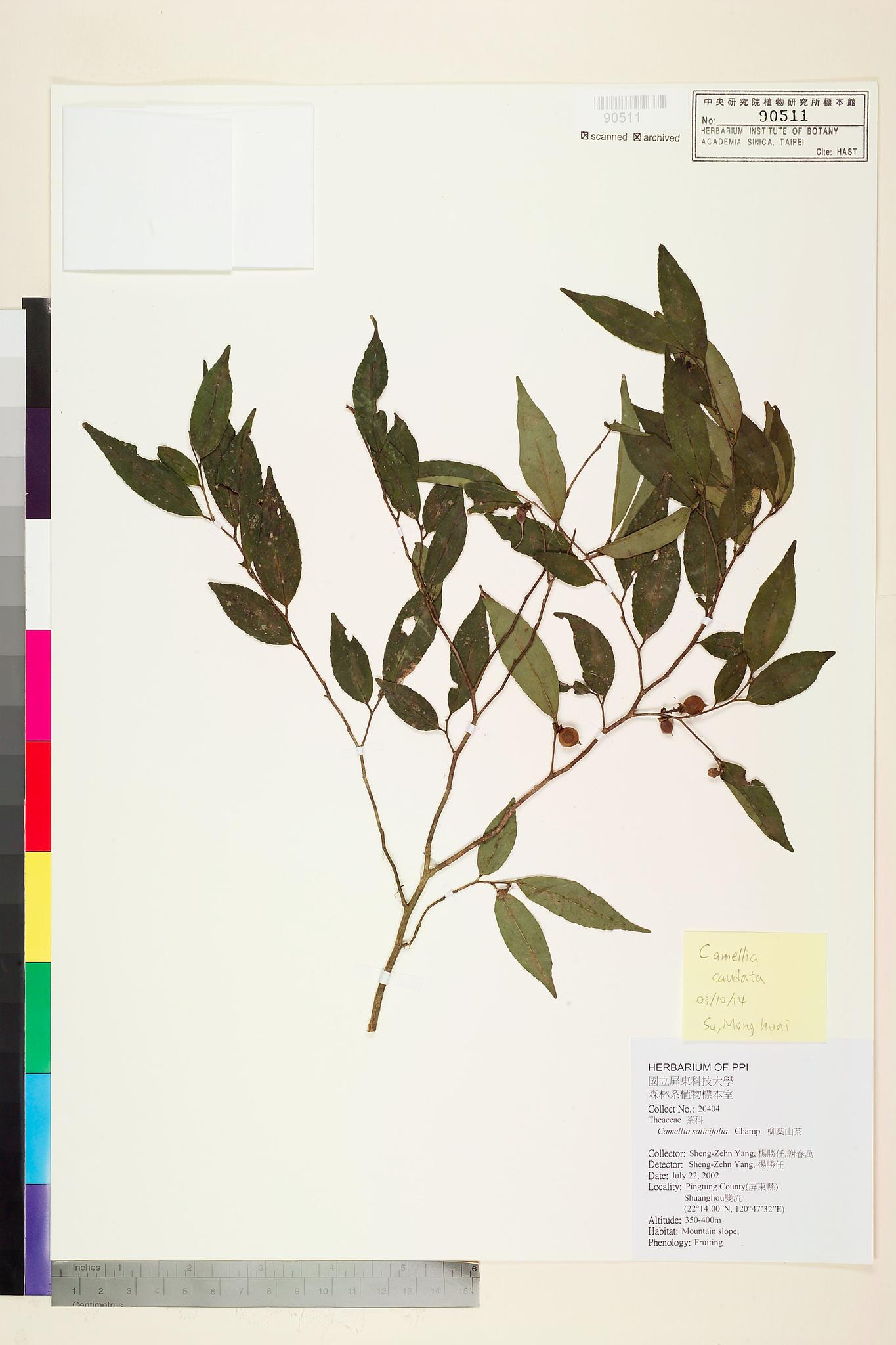 Sample image for viewer