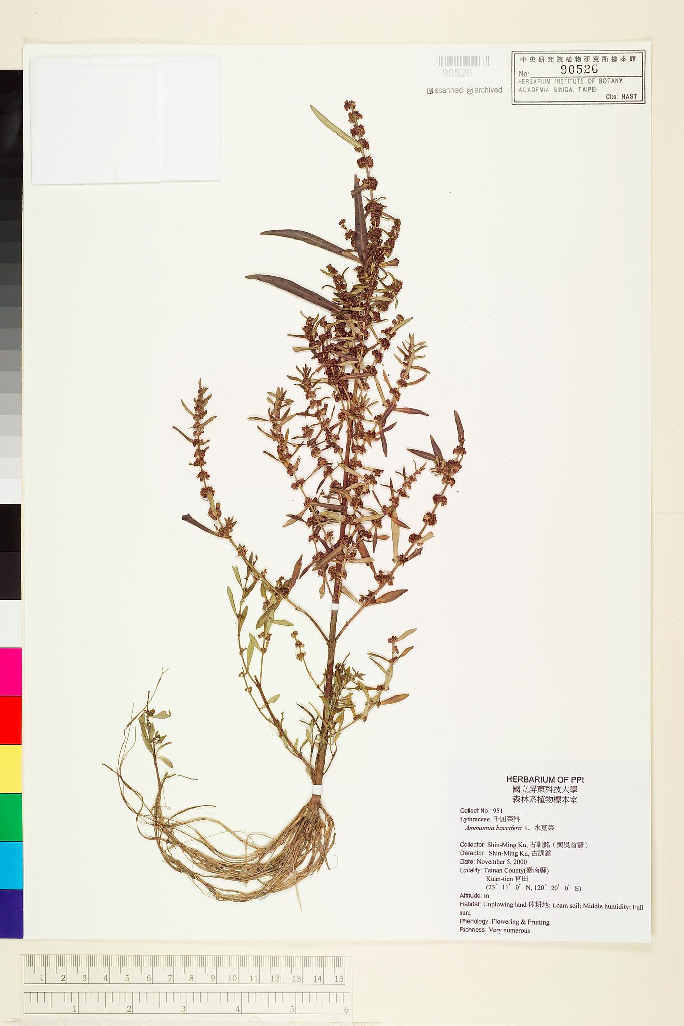 Specimen image