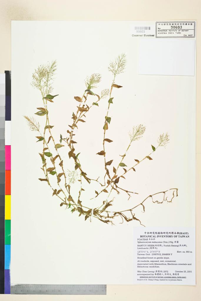 <Unit #36218 Leong, Wai-Chao | 梁慧舟 | 2572:: | Sphaerocaryum malaccense (Trin.) Pilg.>
