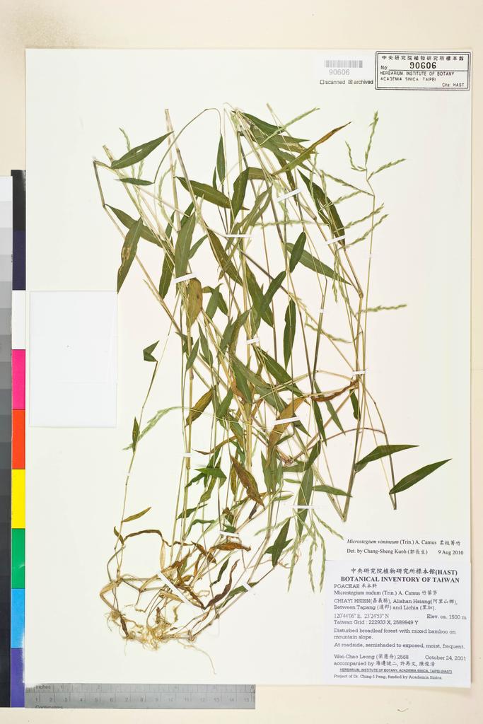 <Unit #37187 Leong, Wai-Chao | 梁慧舟 | 2568:: | Microstegium vimineum (Trin.) A. Camus>