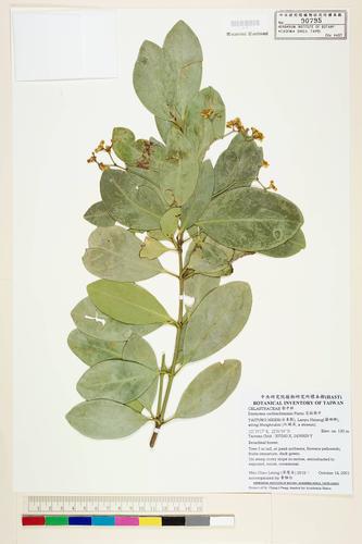 Euonymus cochinchinensis Pierre