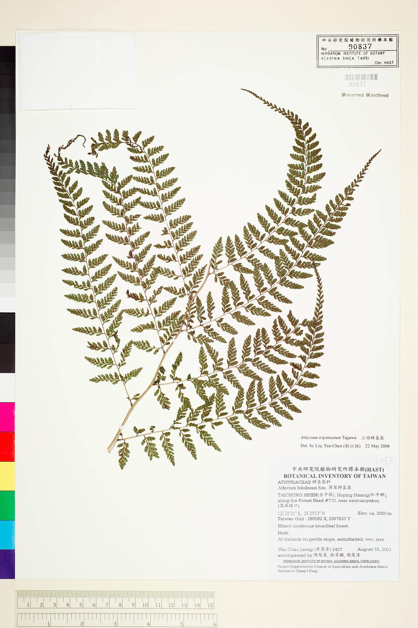 Sample image for viewer