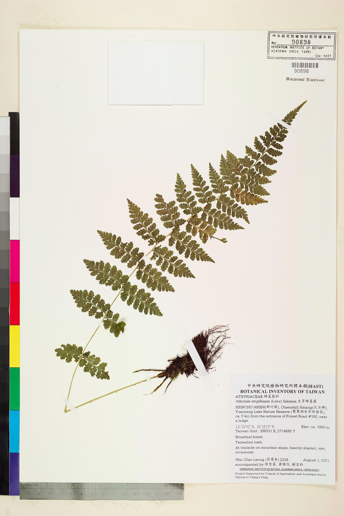 Sample image for viewer