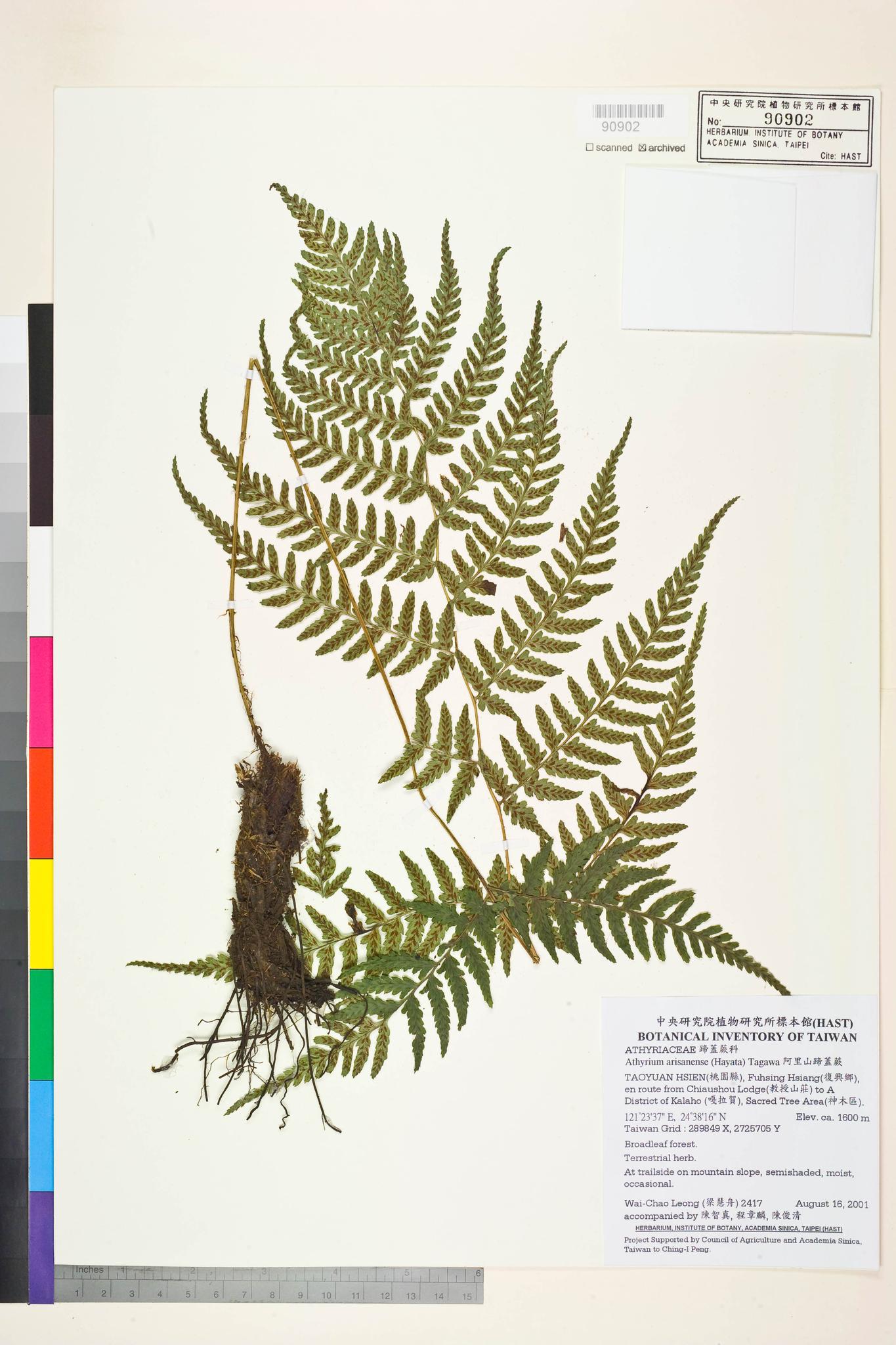 Sample image for viewer