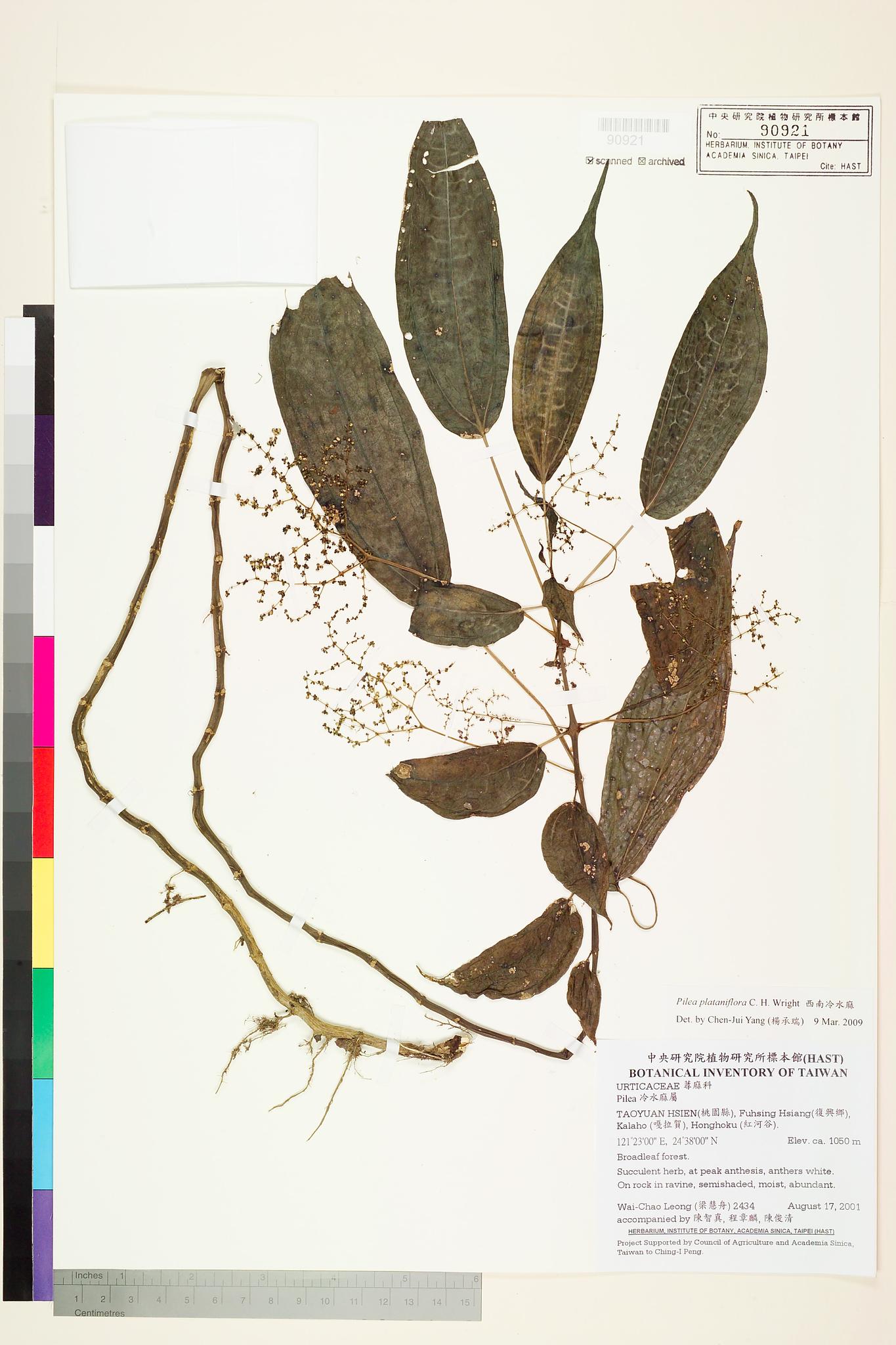 Sample image for viewer