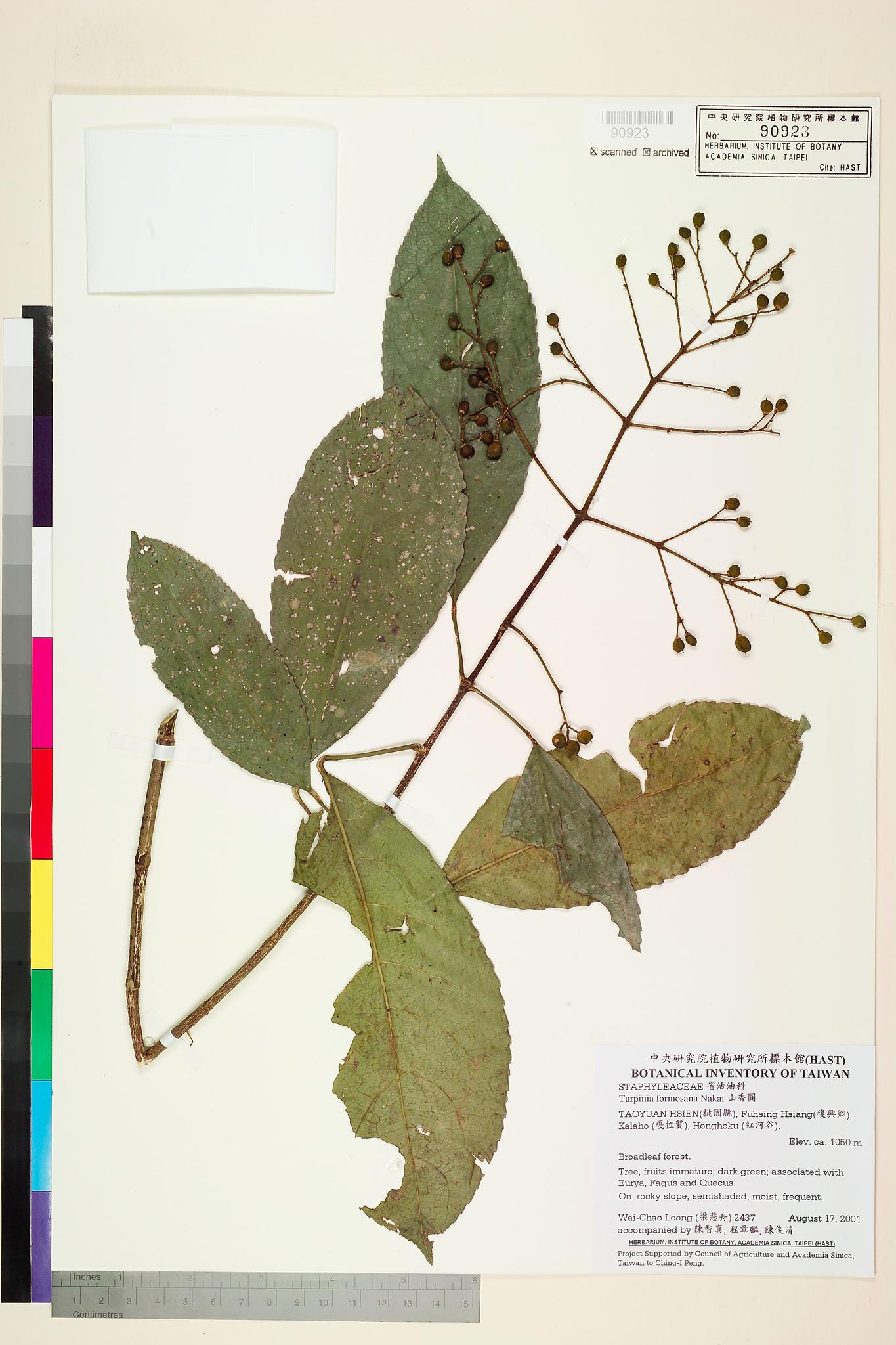 Sample image for viewer