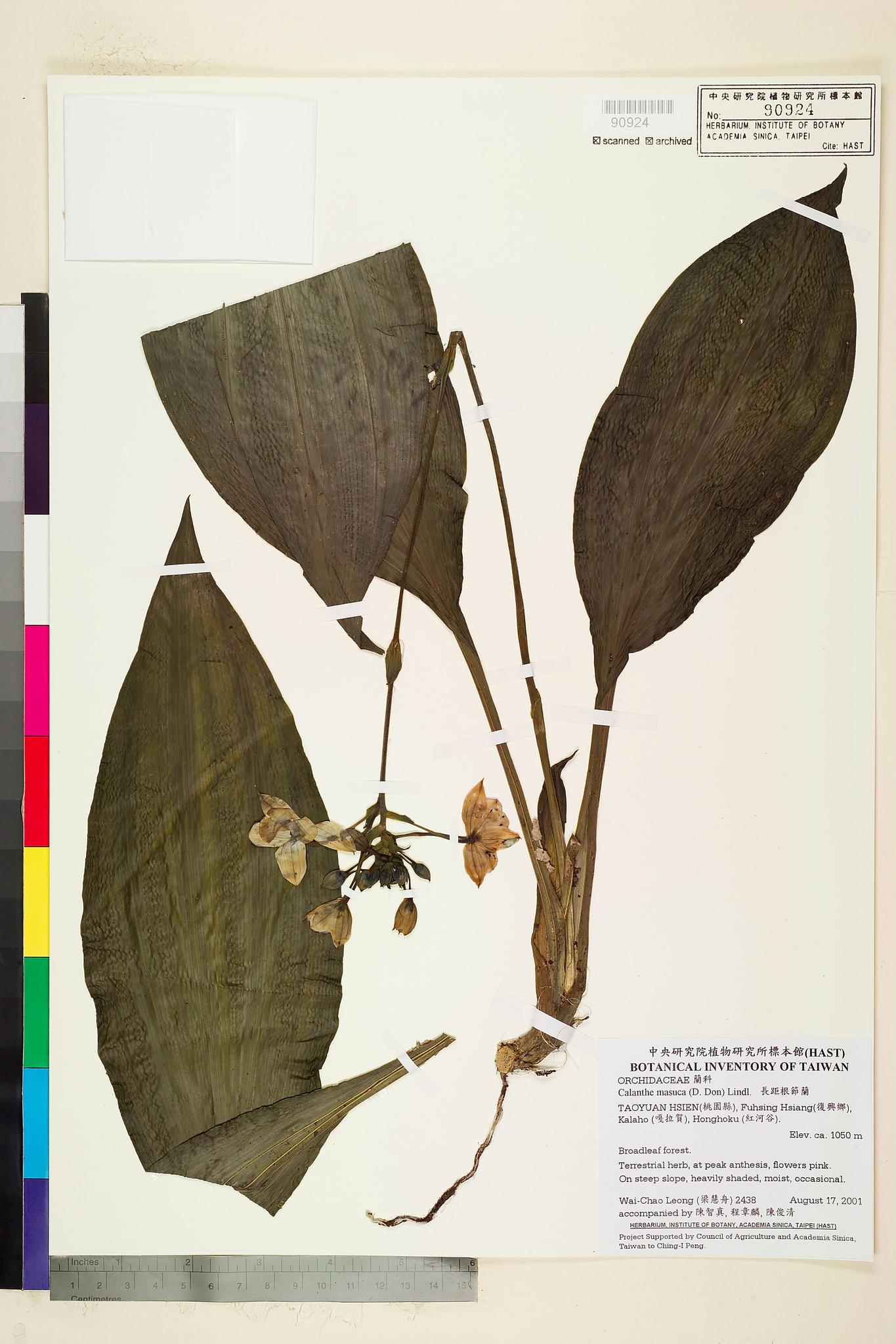 Sample image for viewer