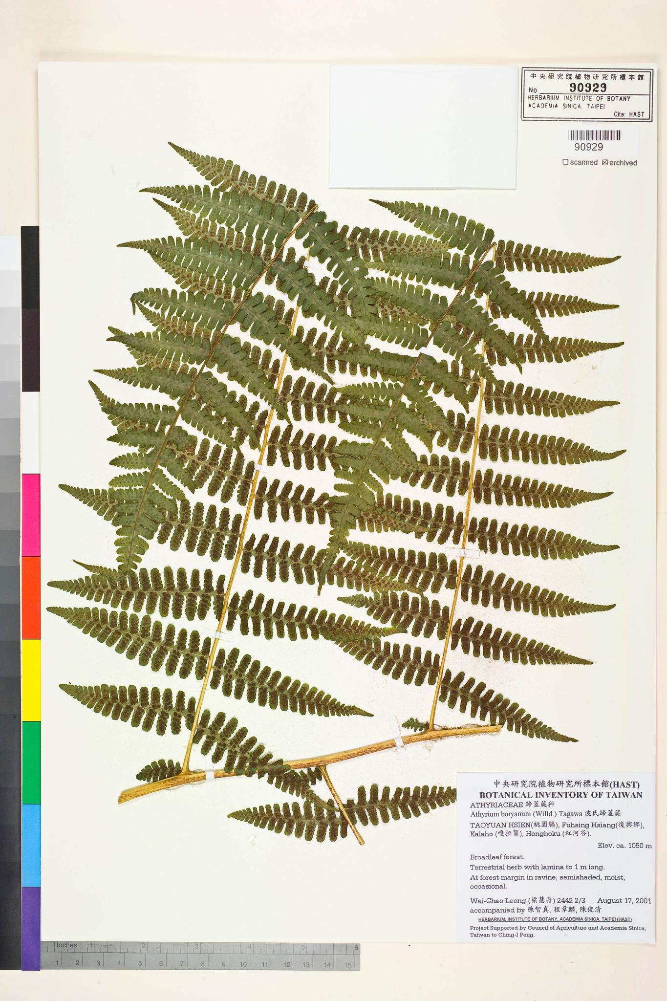 Sample image for viewer