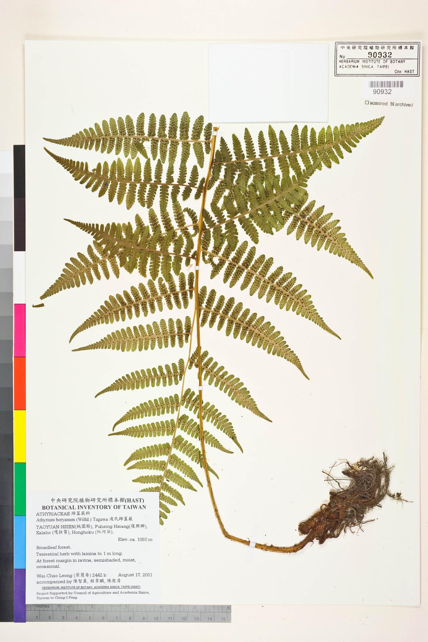 Sample image for viewer