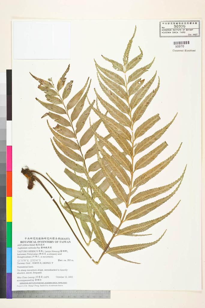 <Unit #36005 Leong, Wai-Chao | 梁慧舟 | 2475:: | Asplenium serricula Fée>