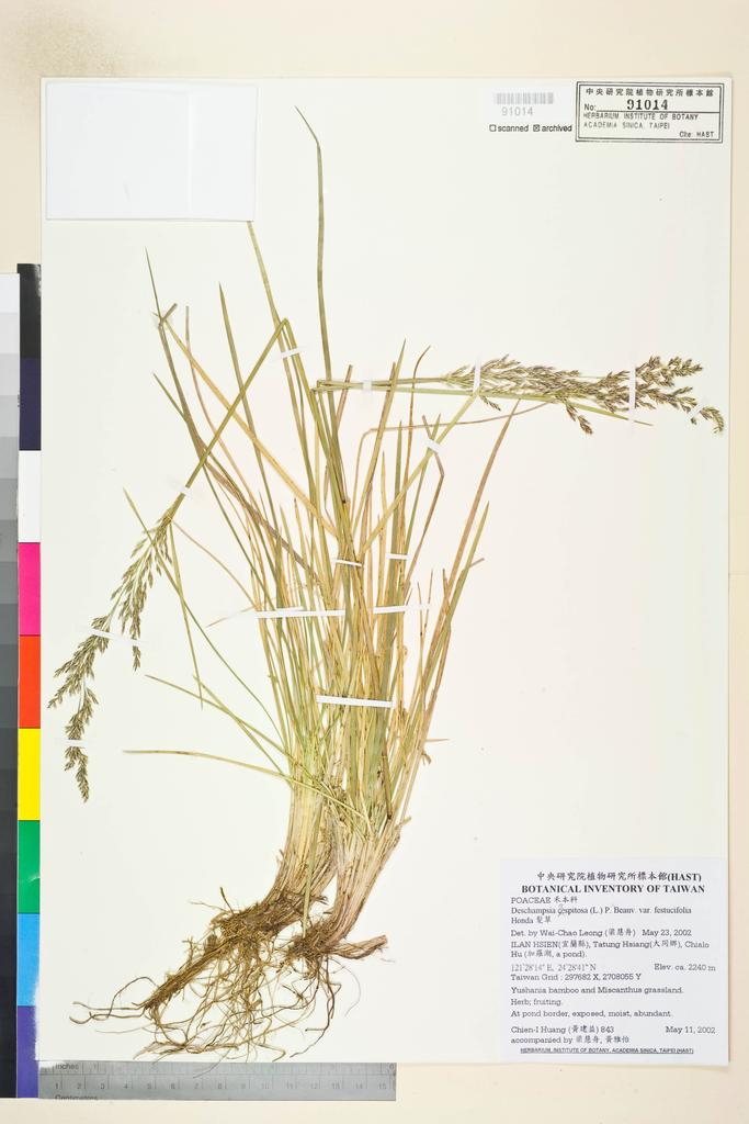<Unit #11870 Huang, Chien-I | 黃建益 | 843:: | Deschampsia cespitosa (L.) P. Beauv. var. festucifolia Honda>