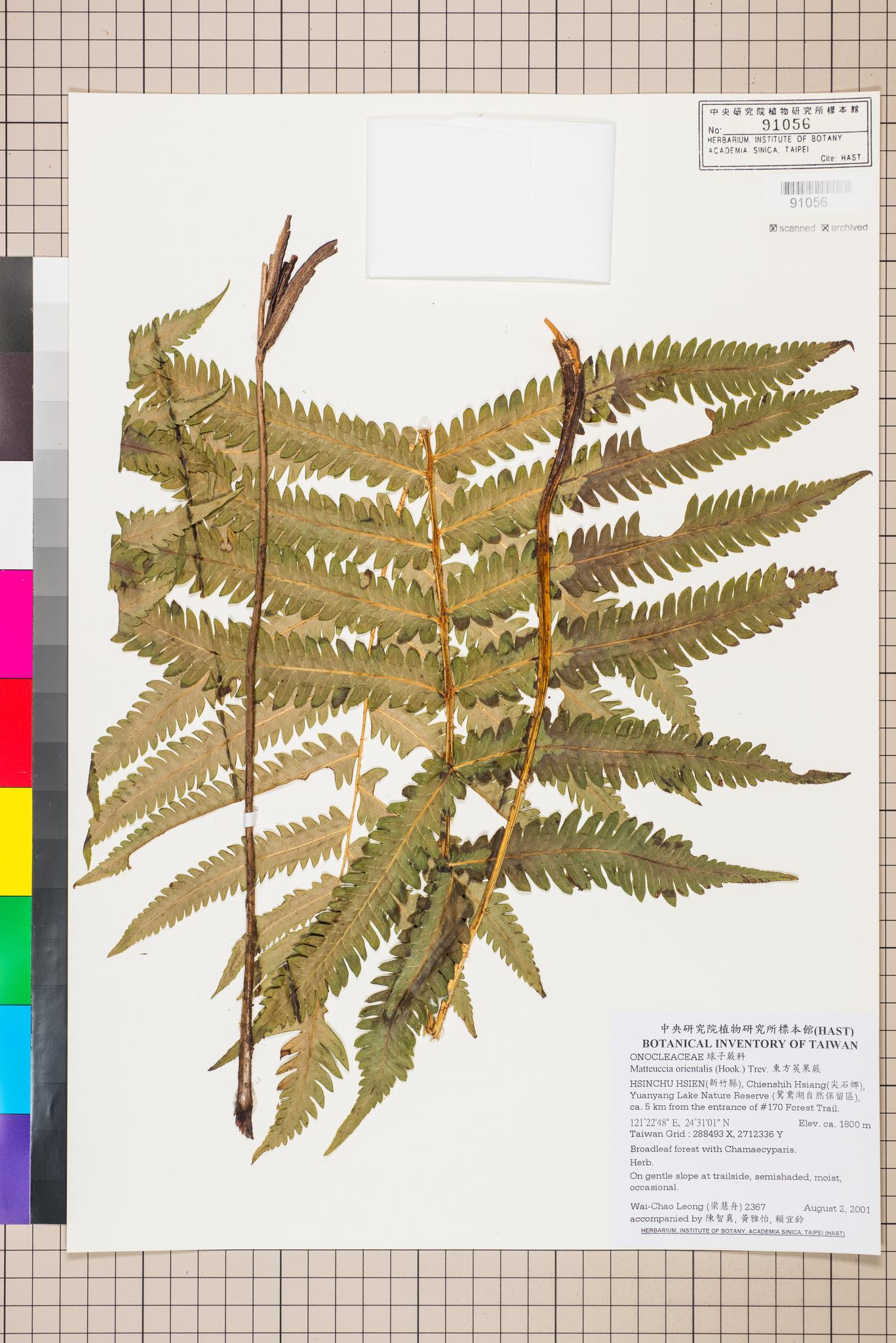 Sample image for viewer