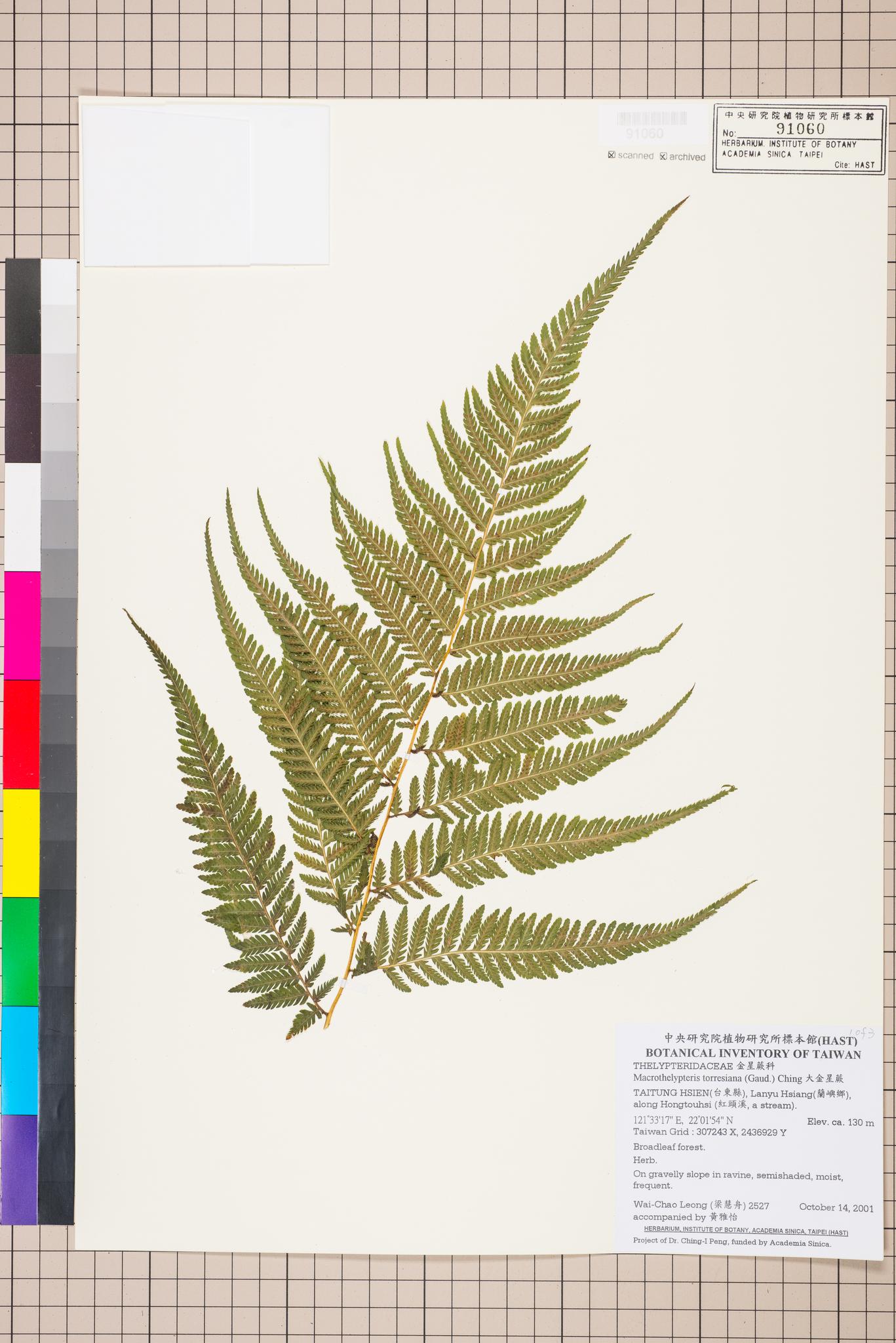 Sample image for viewer