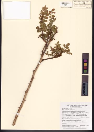 Rosa roxburghii Tratt.