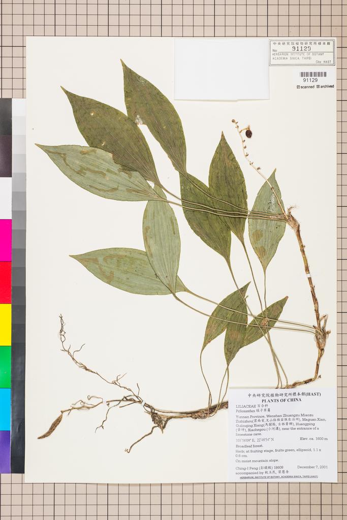 <Unit #32761 Peng, Ching-I | 彭鏡毅 | 18608:: | Peliosanthes>