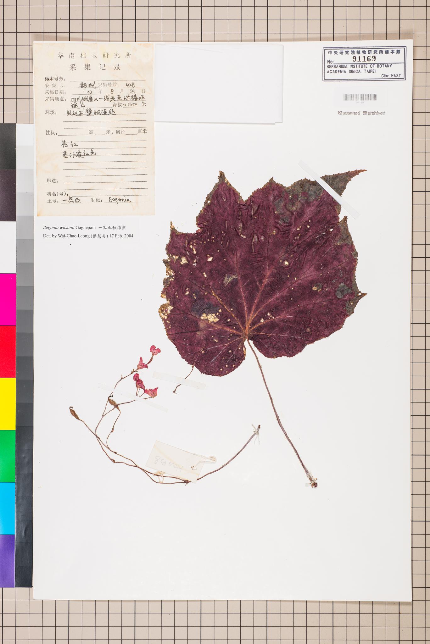 Sample image for viewer