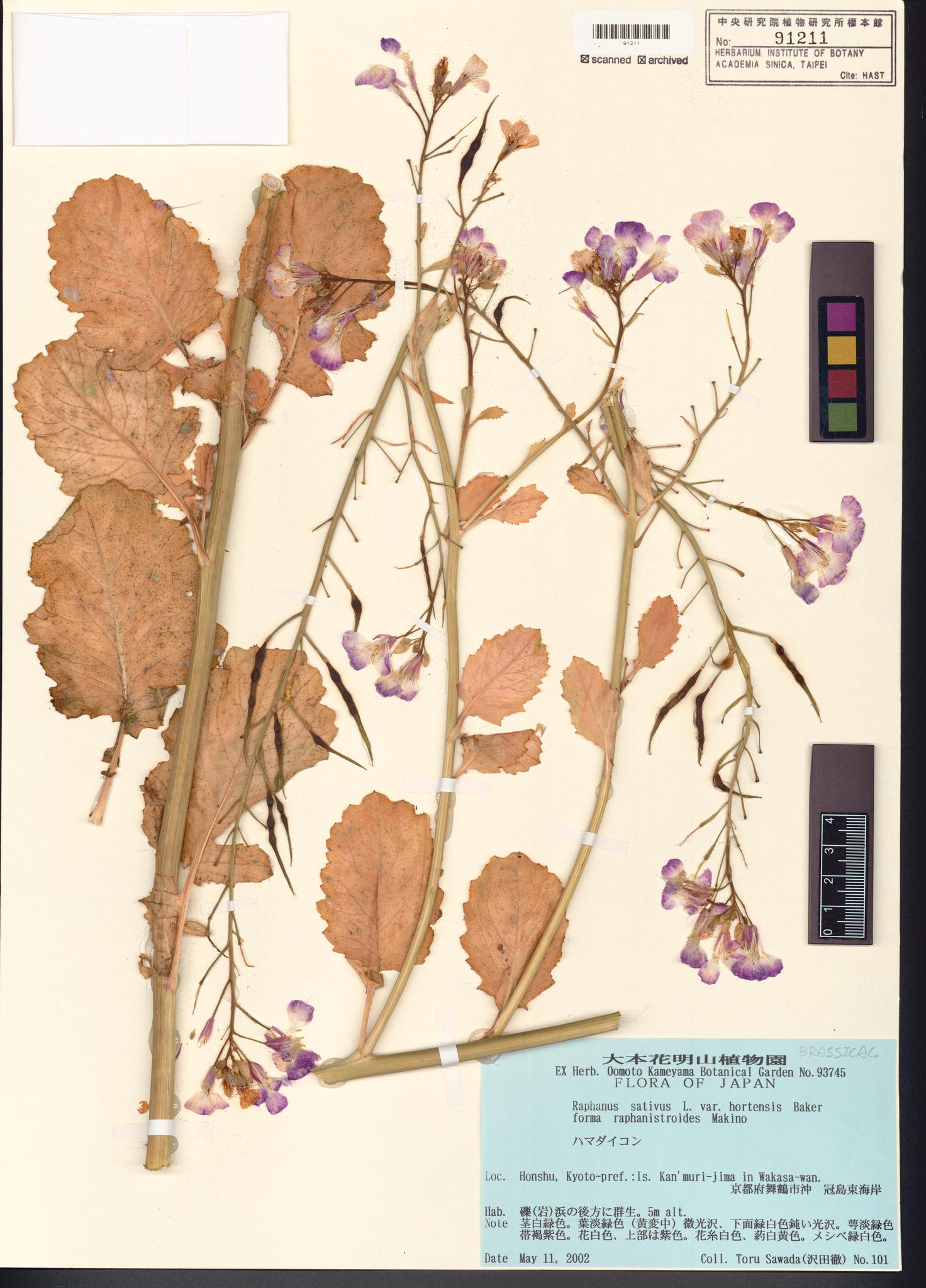 Sample image for viewer