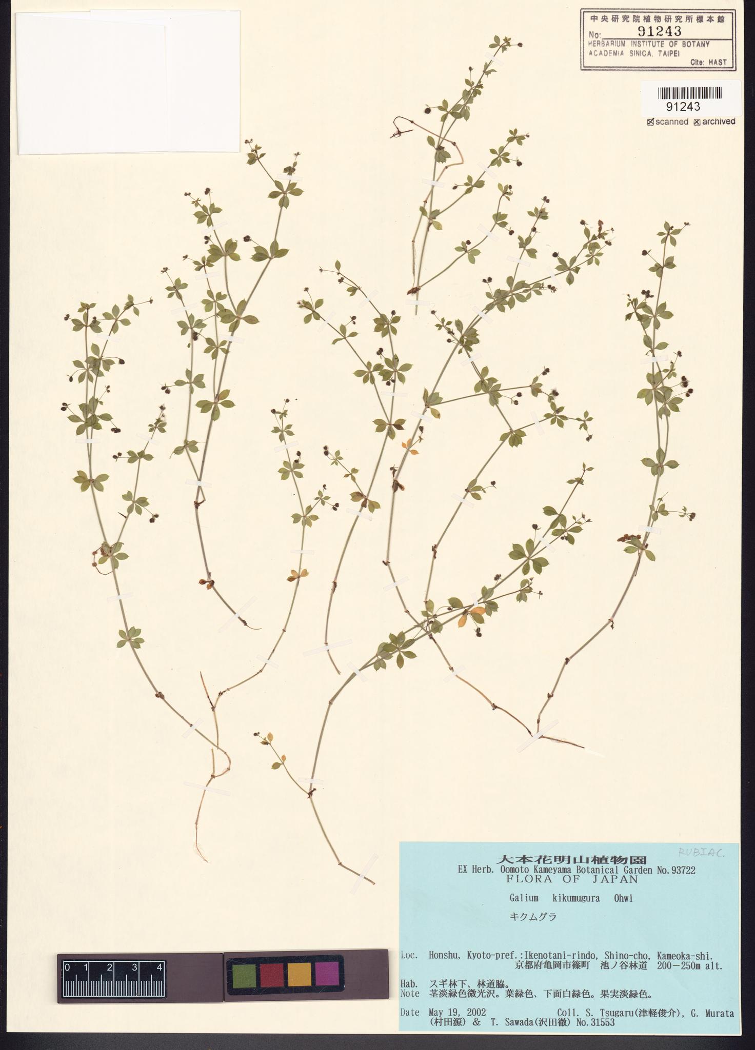 Sample image for viewer