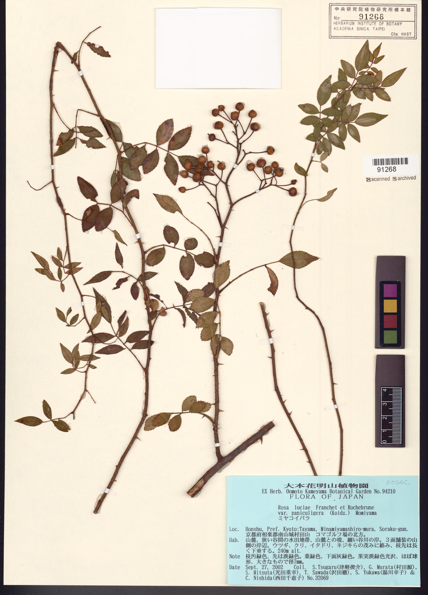 Sample image for viewer