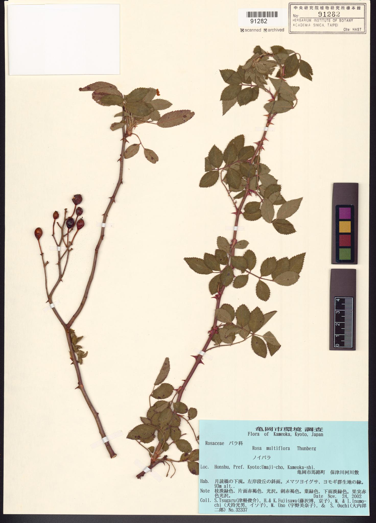 Sample image for viewer