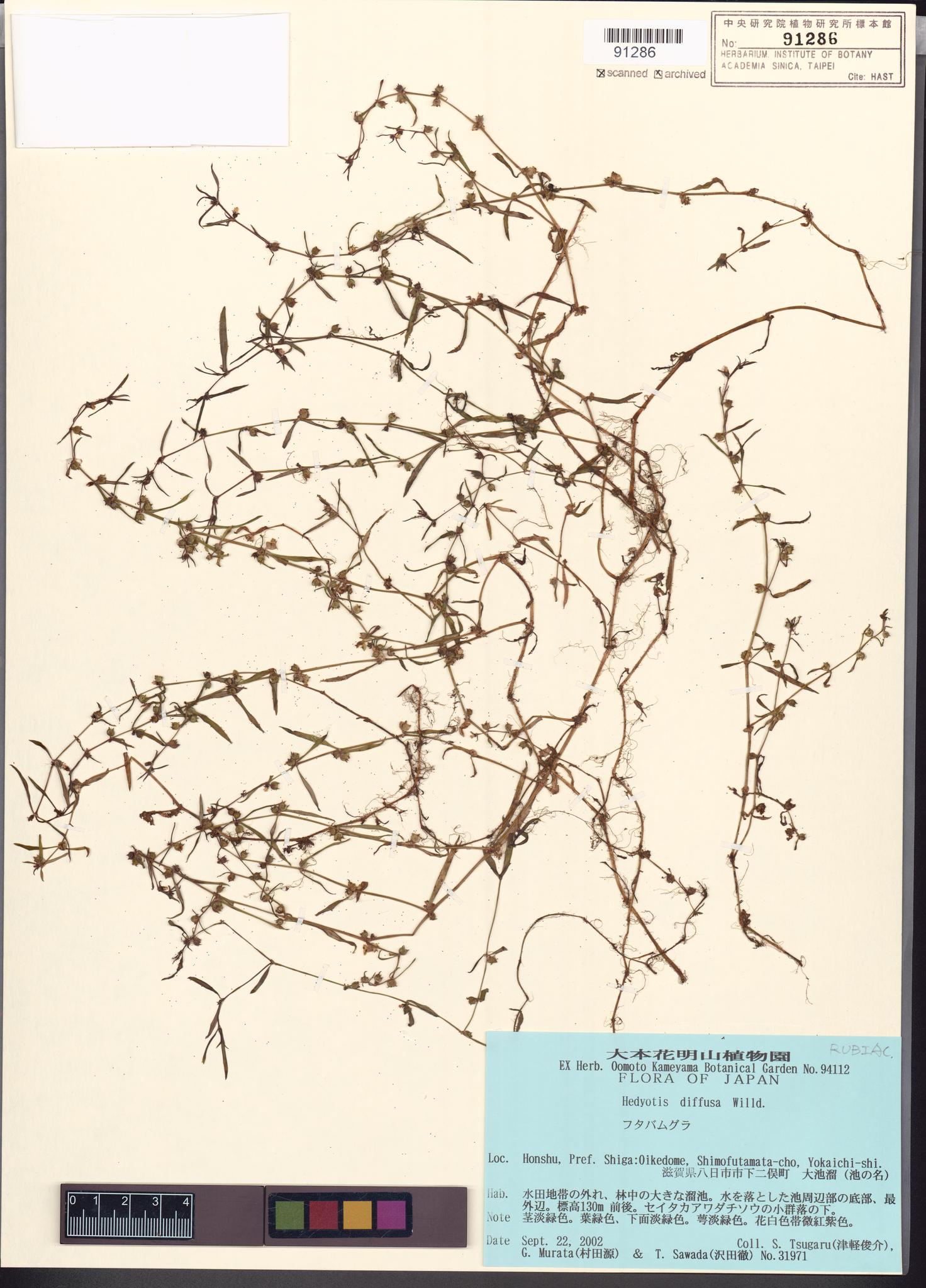 Sample image for viewer