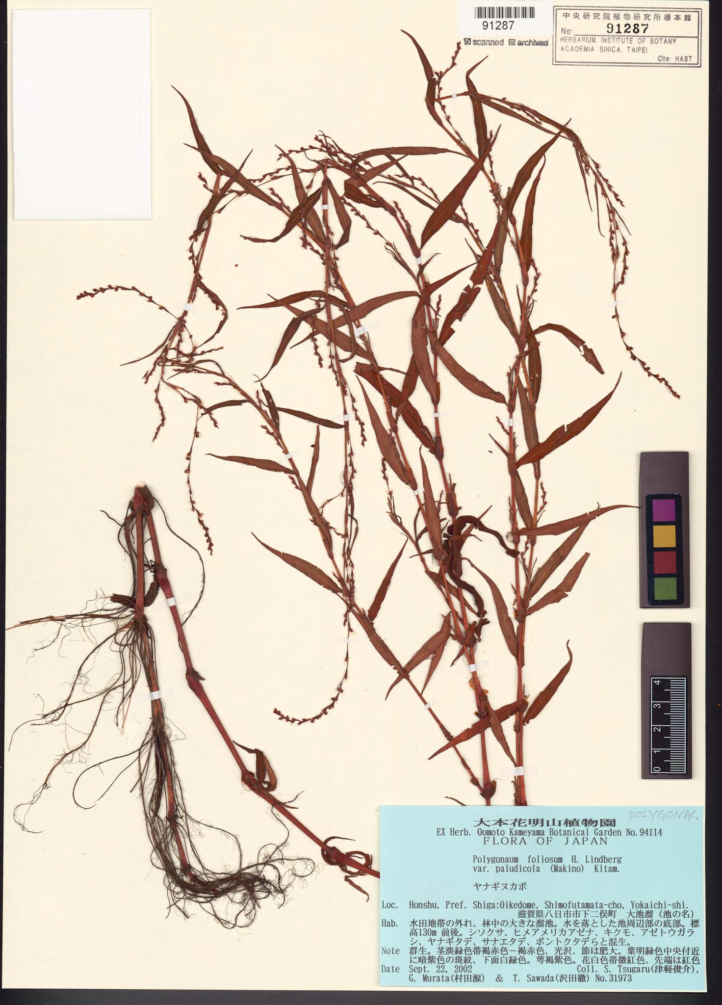 Sample image for viewer