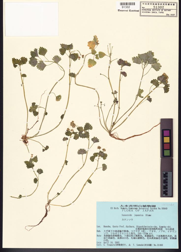<Unit #101186 Tsugaru, S. | 津軽俊介 | 31483:: | Nanocnide japonica Bl.>