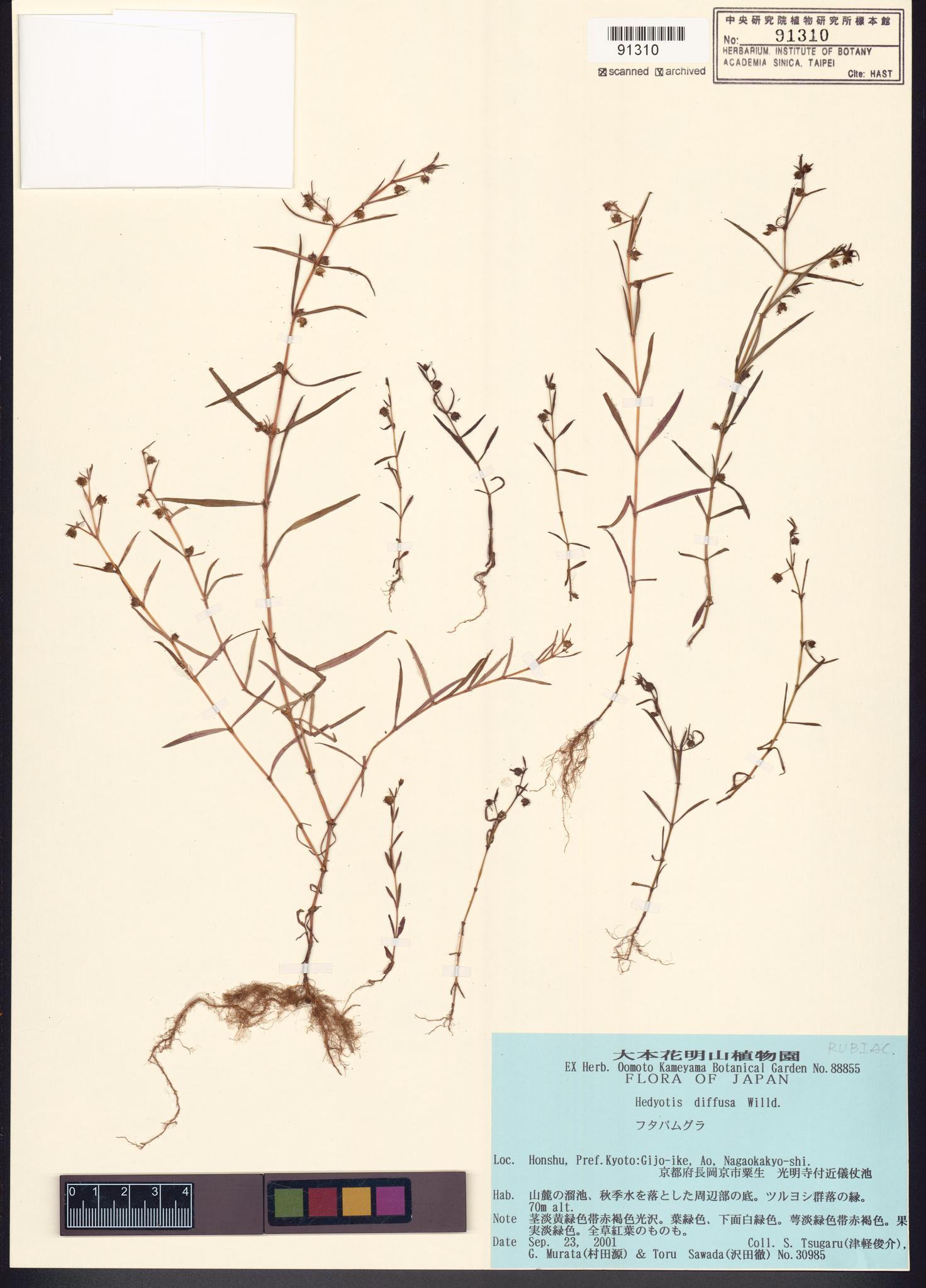 Sample image for viewer