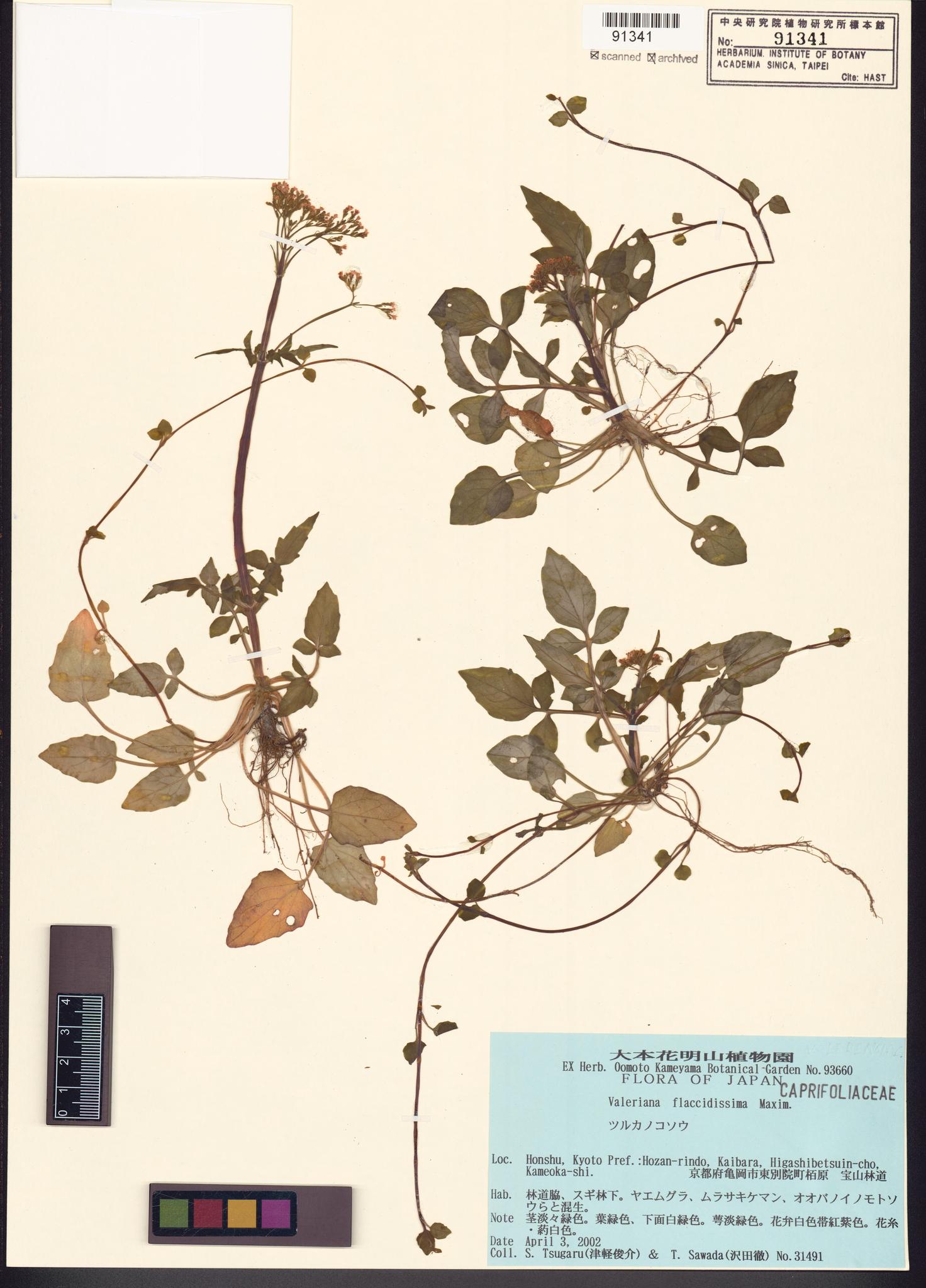 Sample image for viewer