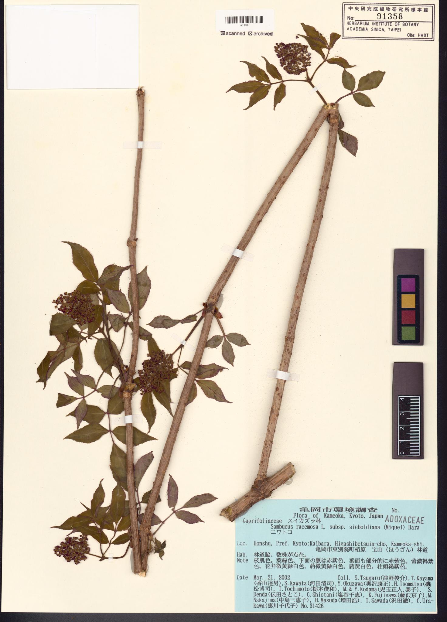 Sample image for viewer