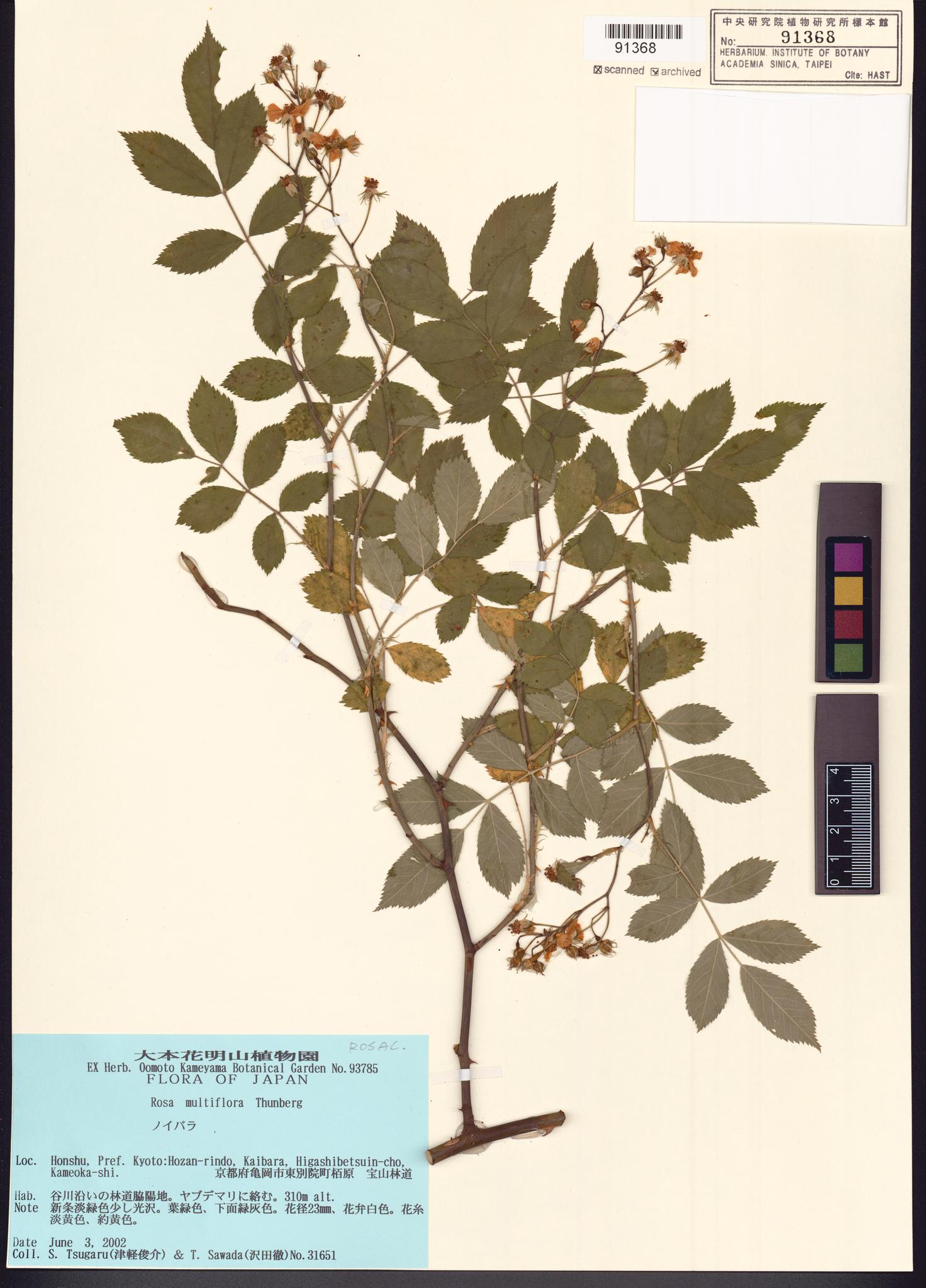 Sample image for viewer